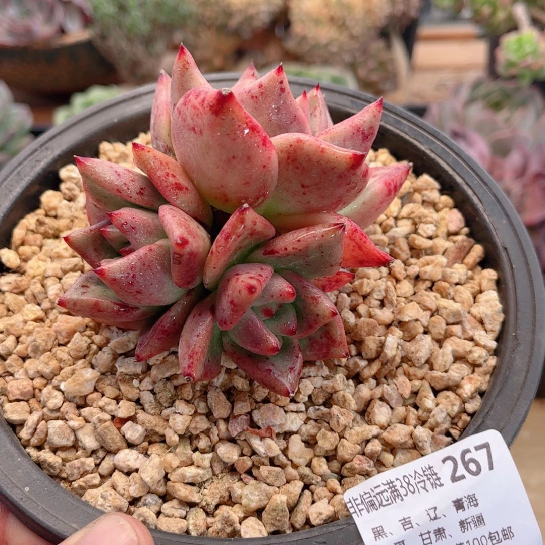 267红颜蜜语德华多肉