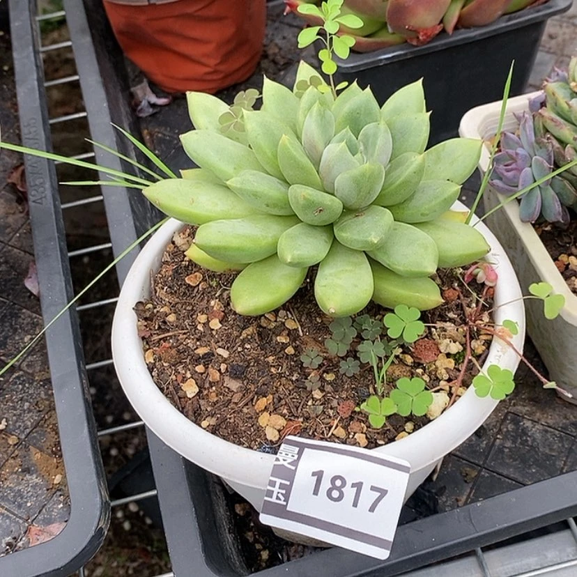 【闪购商品】红象牙1817