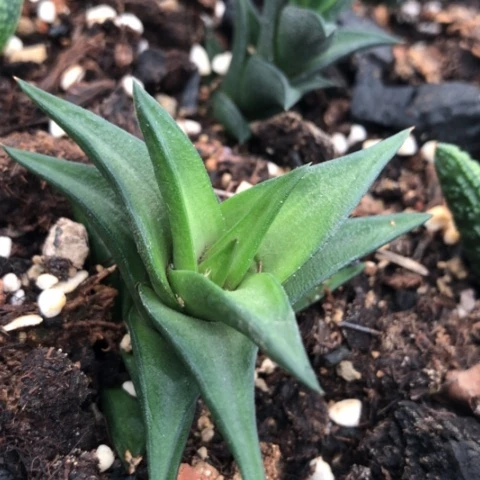 原始大型尼古拉硬叶