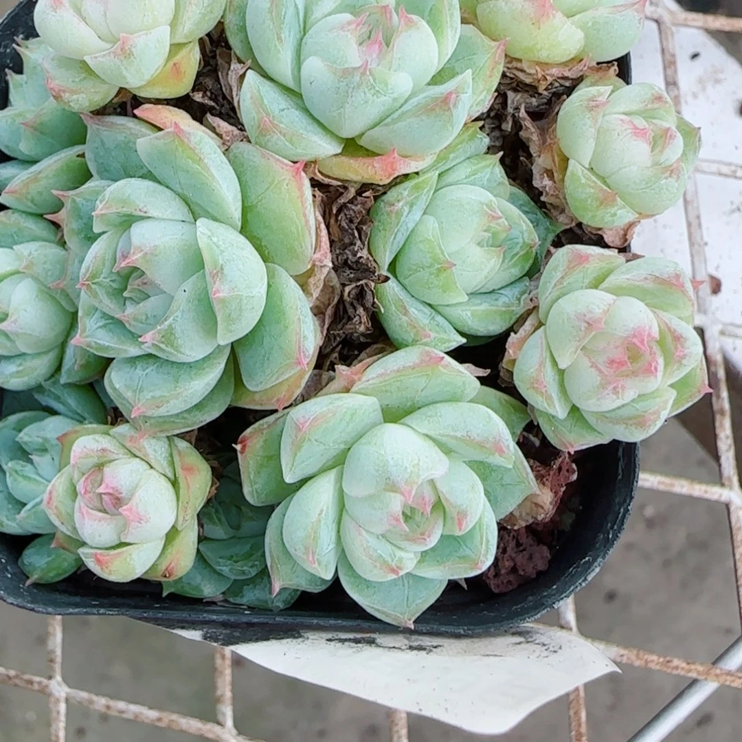 ****干花语逸镜0923-73散