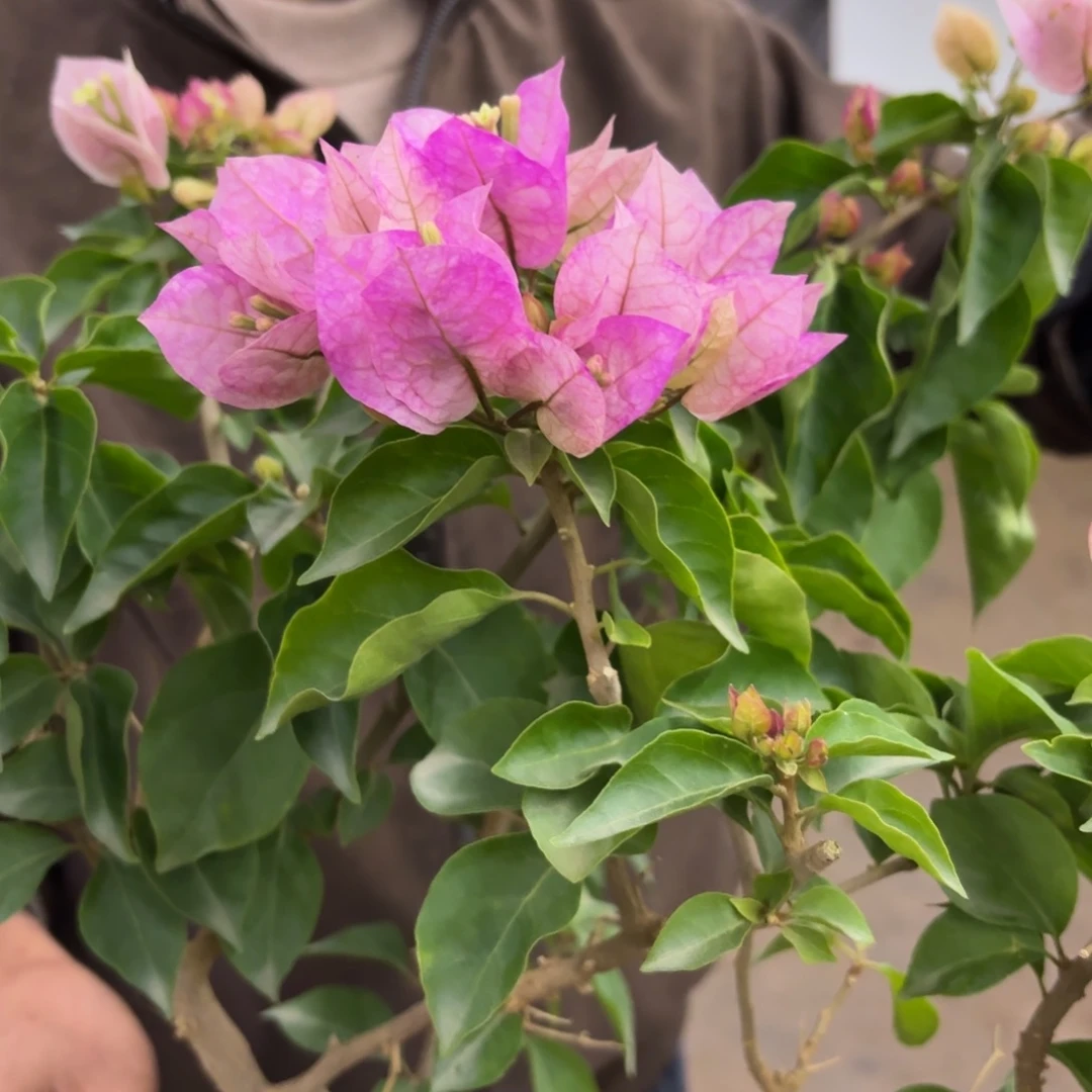 全部花苞（皇后）三角梅会落花落叶会光杆苗有大有小