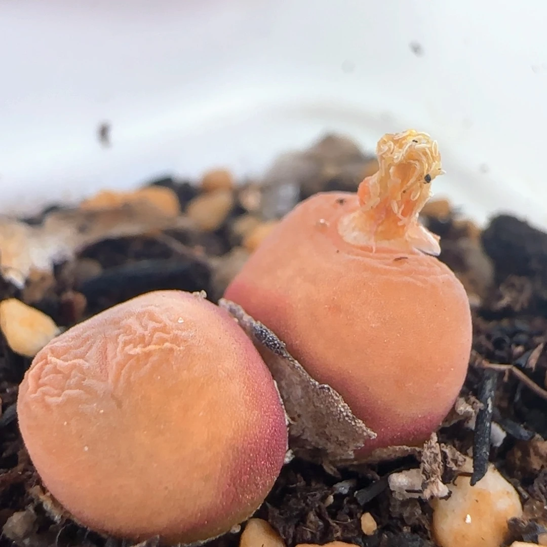 1359/双头水蜜桃/