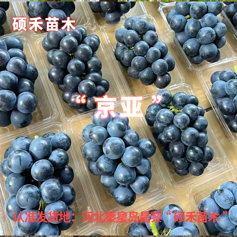 京亚葡萄苗（自根扦插苗）满29包邮 硕禾苗木