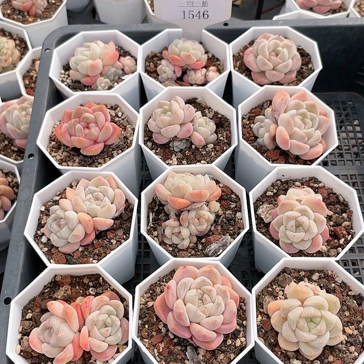 薇薇安园艺多肉1546