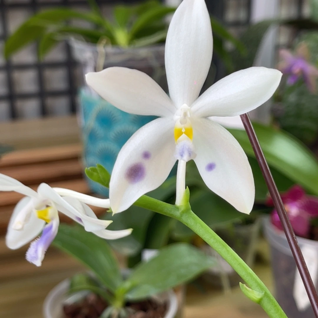 完全开放SWR雨点-962