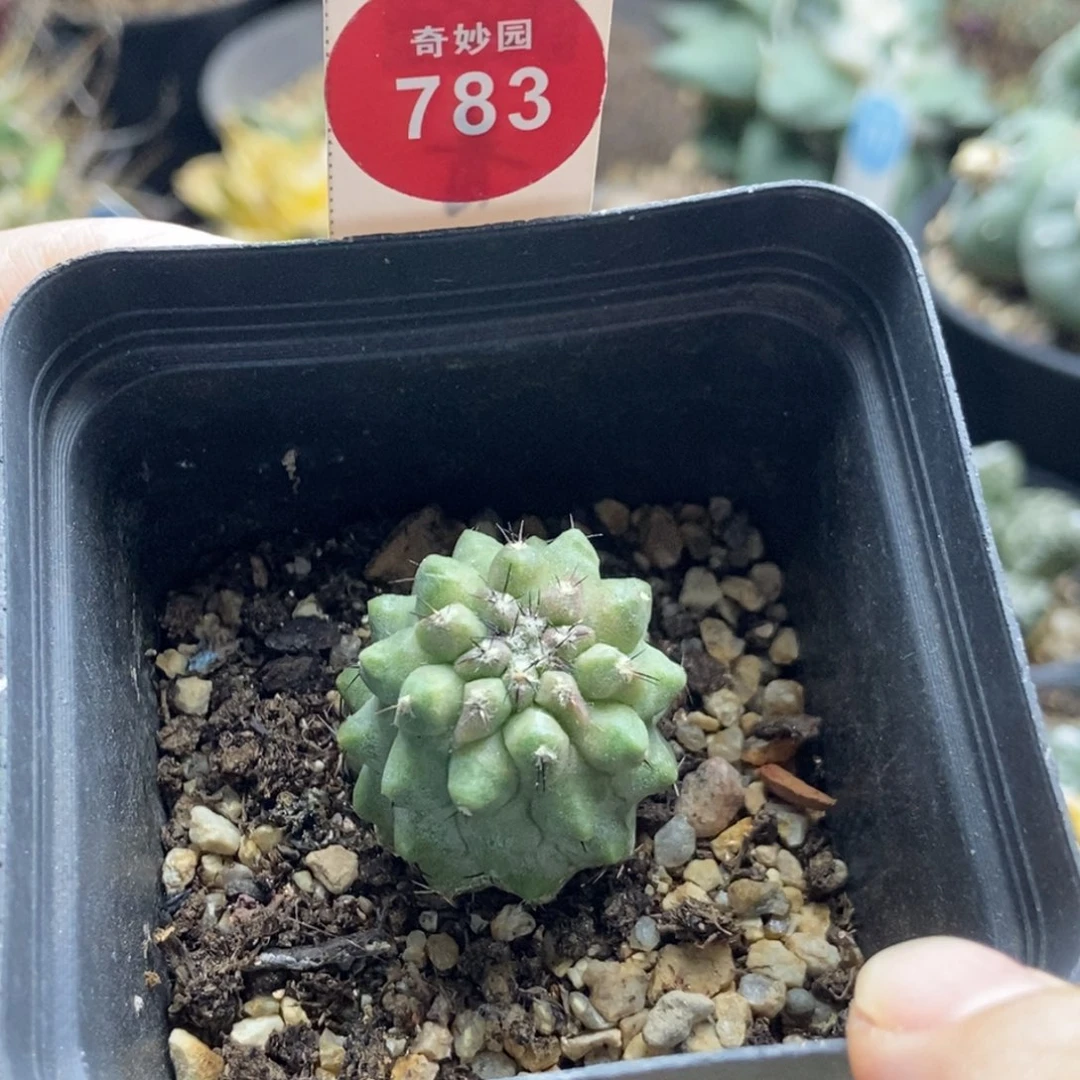 自根松风玉一颗仙人球
