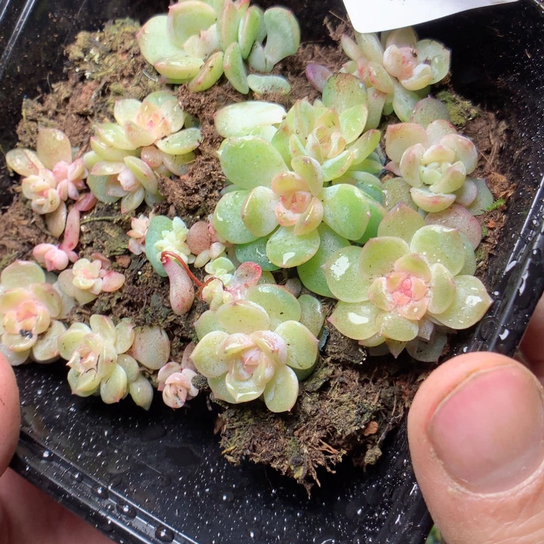 无花朵Q82霞晖yyyyy