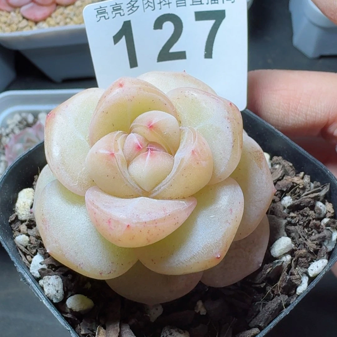 秃子脸         精品多肉