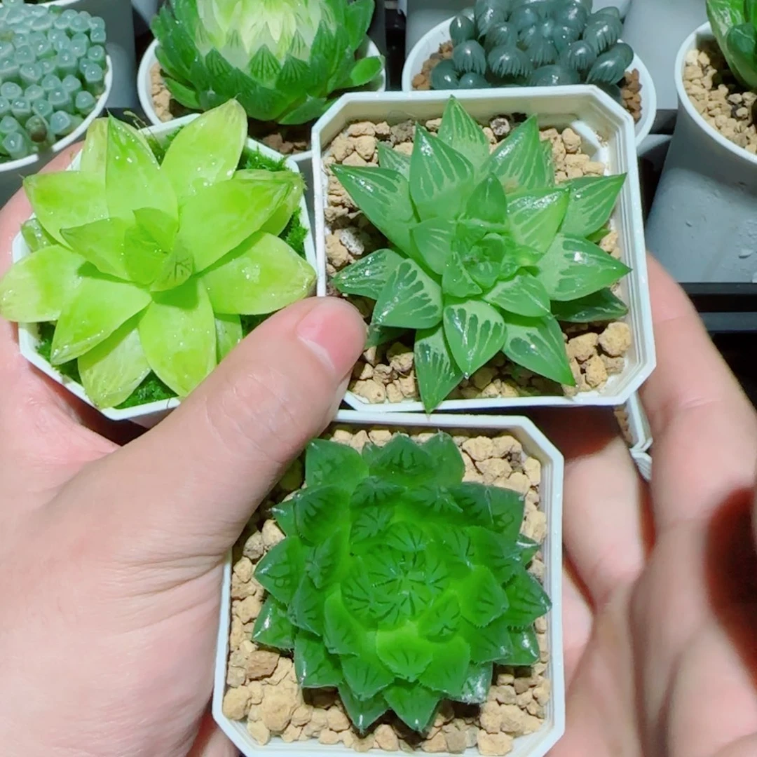 3盆玉露玉露多肉植物