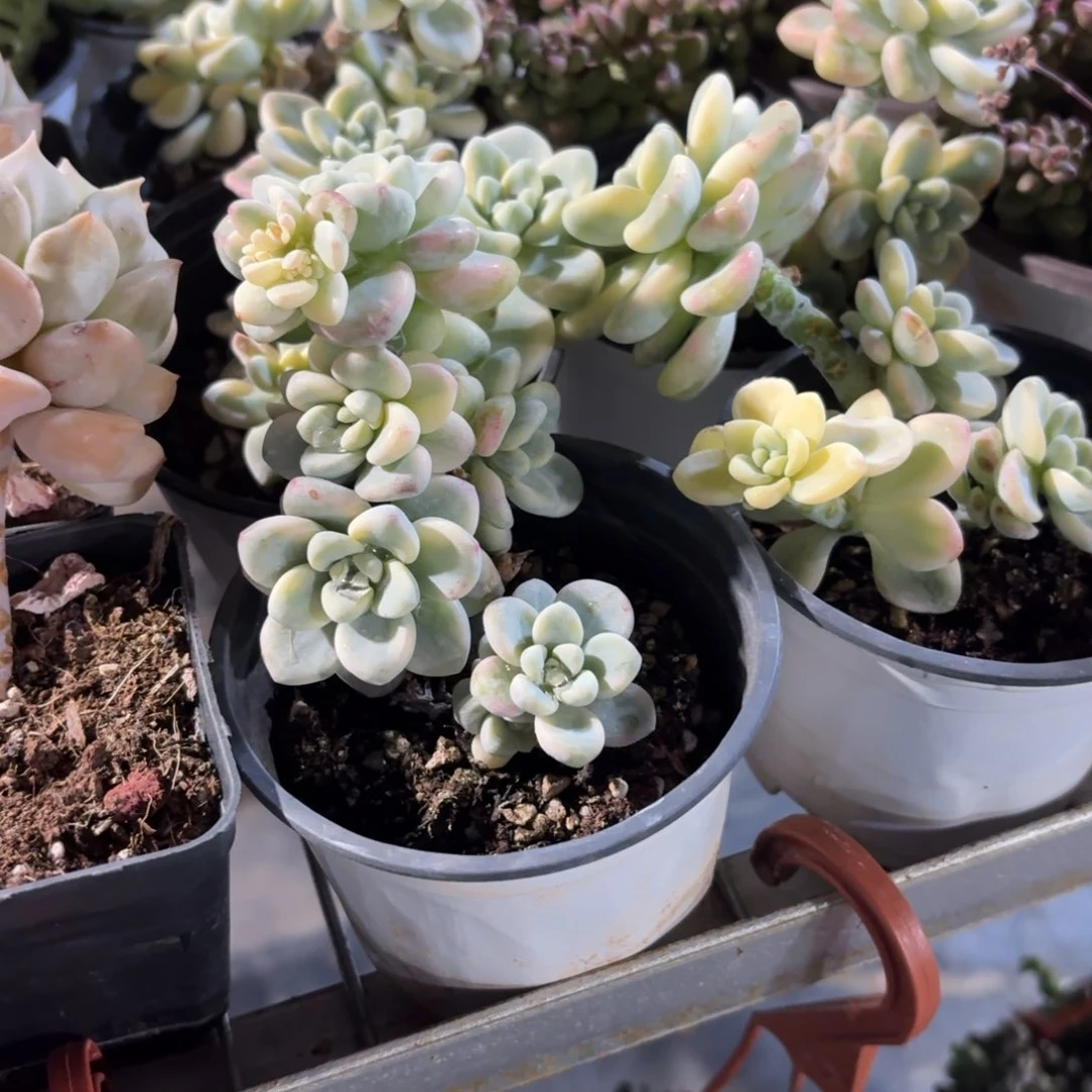 劳尔锦多肉整群9㎝盆