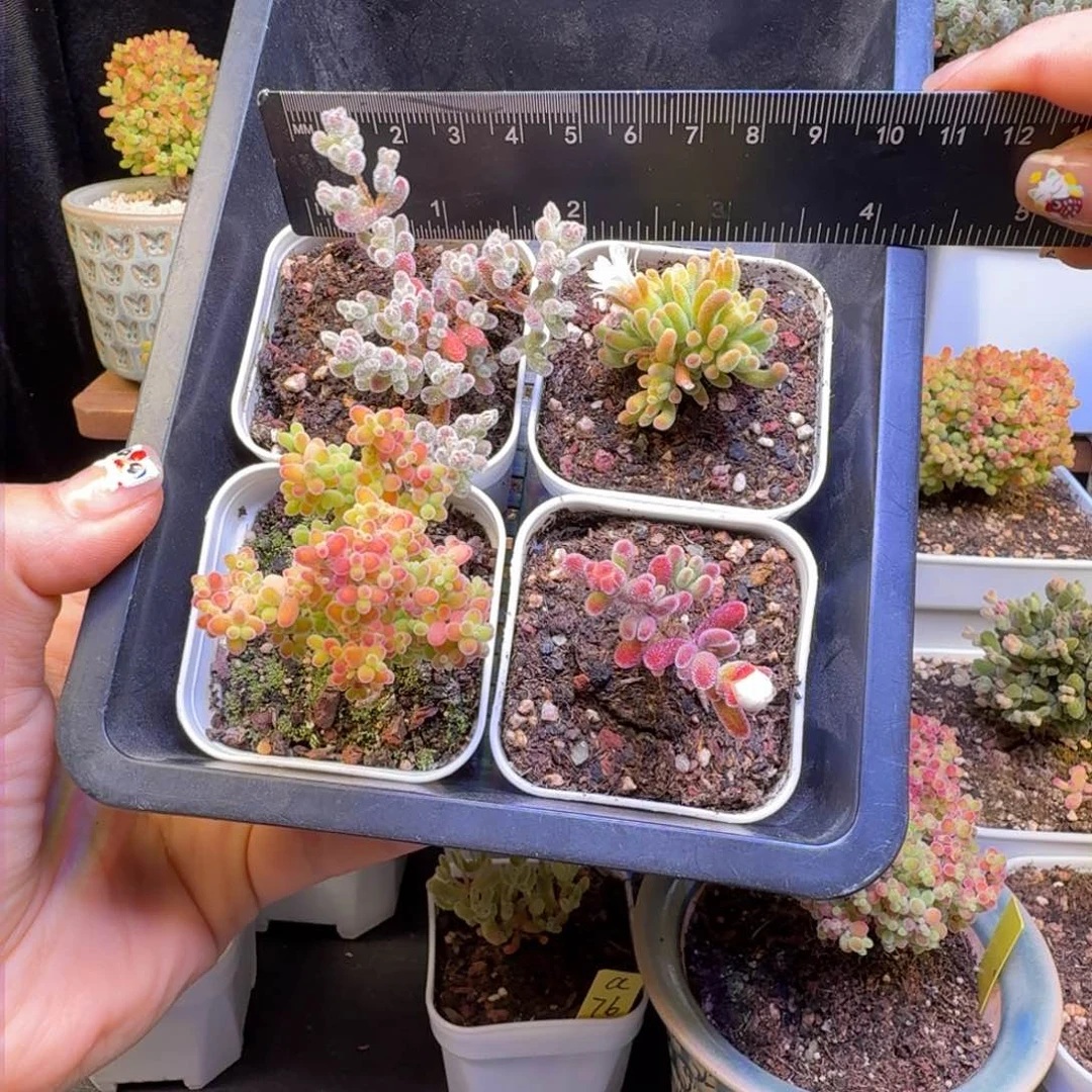 a64号福利组4棵盆口径5