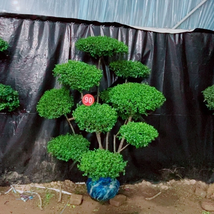 不开花植物一物一拍一物一拍