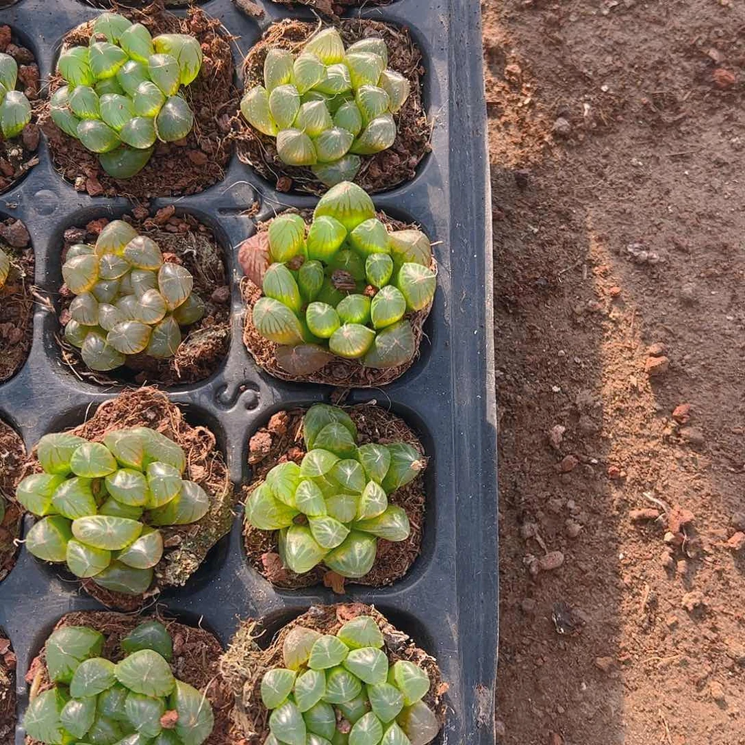 直播福利一物一拍160