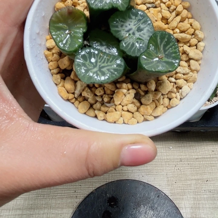 特价翡翠龙万象多肉植物