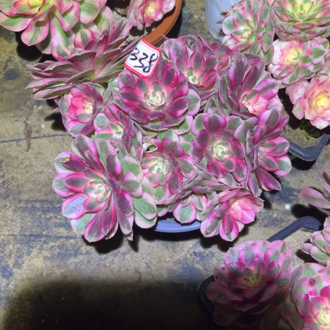 338多肉植物倾城法师