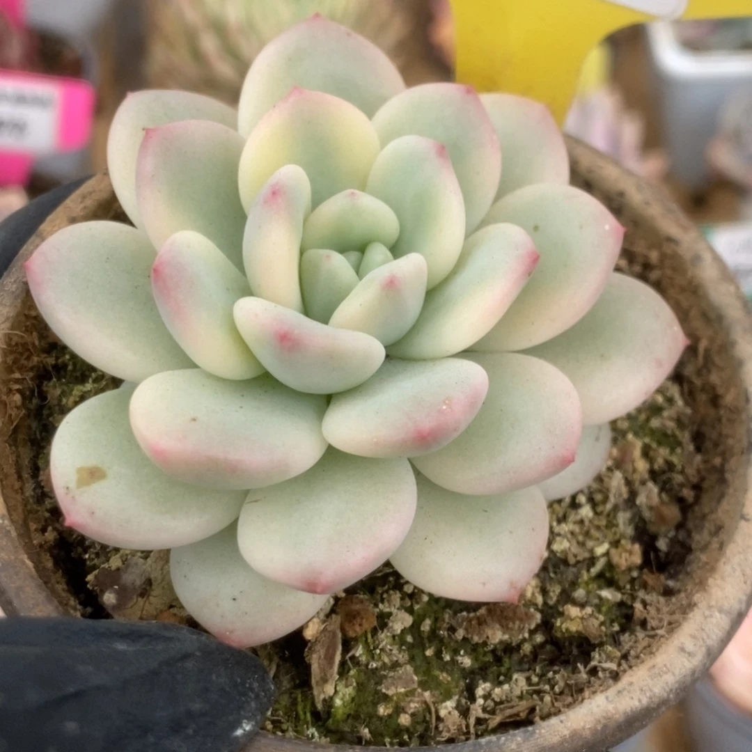 582新香水锦锦锦锦锦