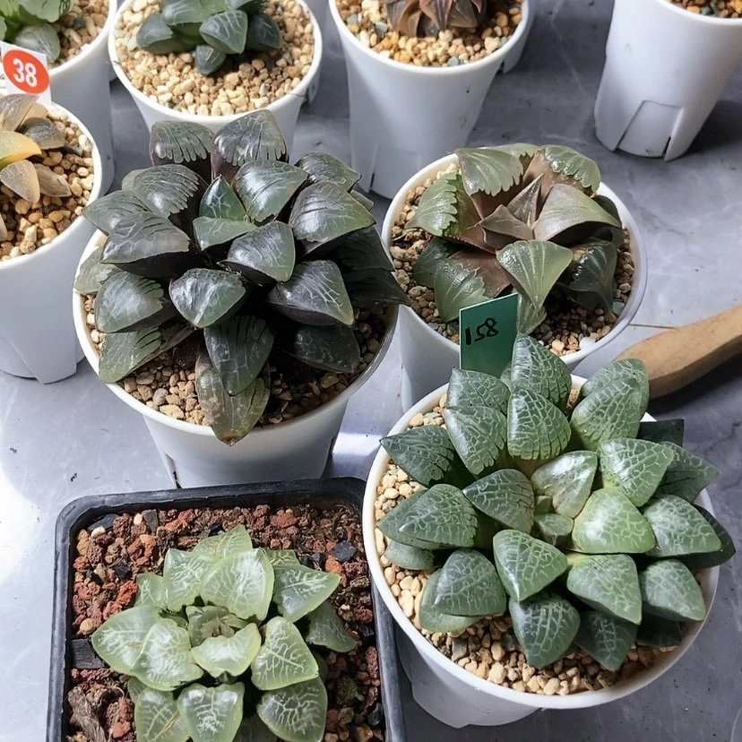 【闪购商品】天**丽158四棵寿
