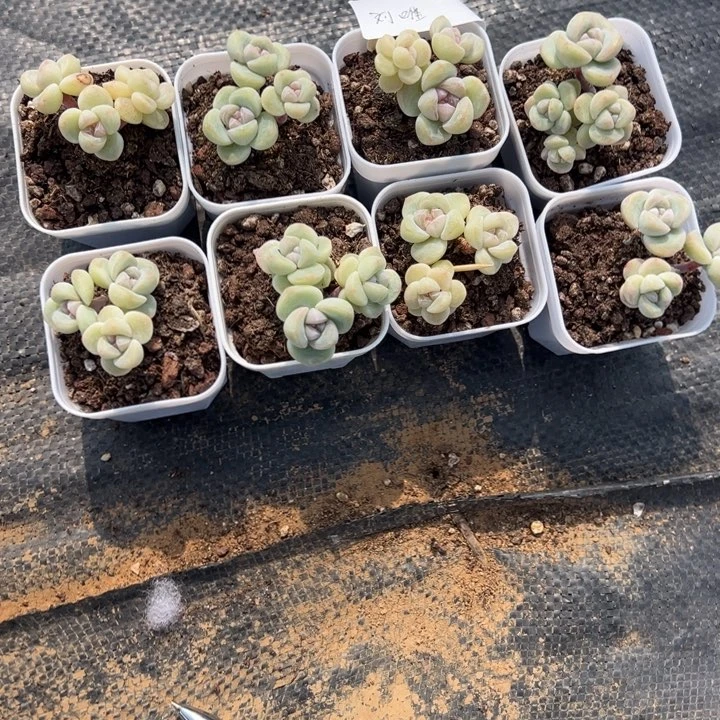 刘唯一物一拍专拍链接