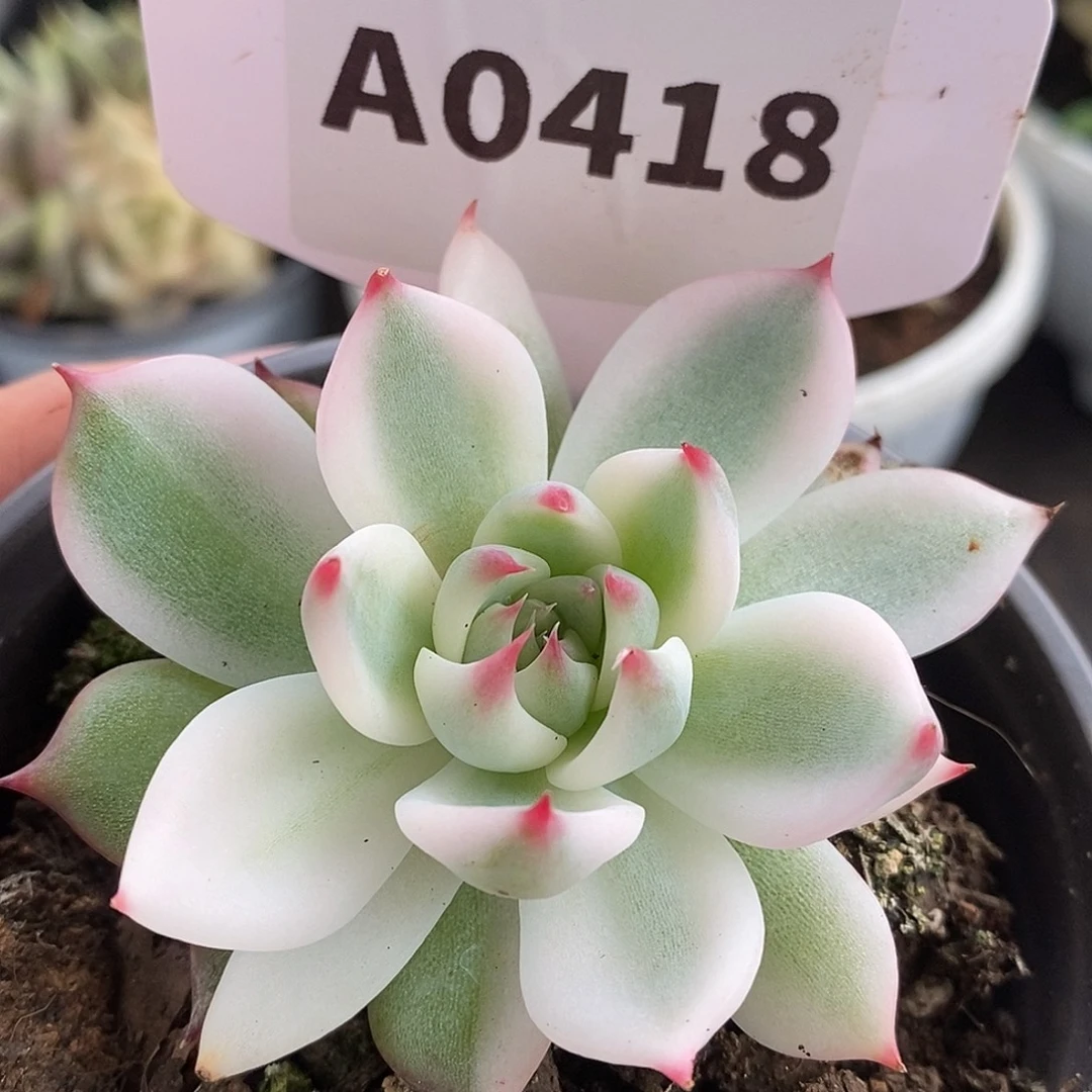 418娃娃哈哈哈哈哈
