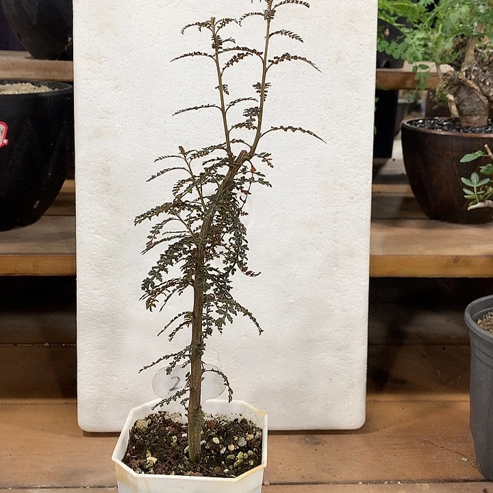 216索科特拉乳香哈哈哈哈