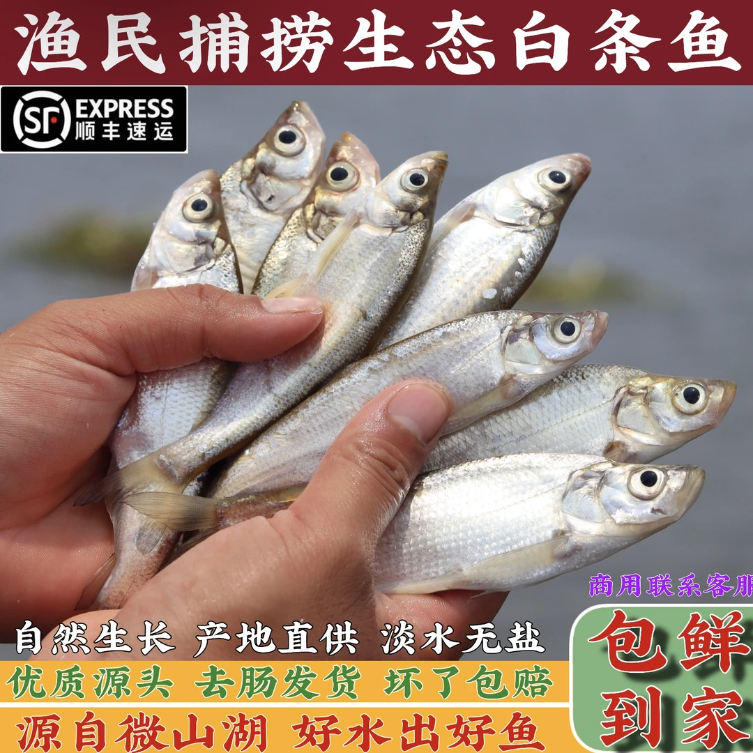 微山湖生态小白条鱼餐条鱼刁子鱼淡水河鱼翘嘴鱼新鲜优质源头现杀