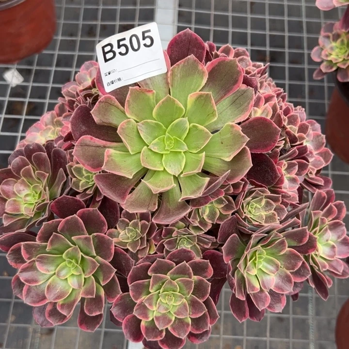 505金丝雀25厘米左右