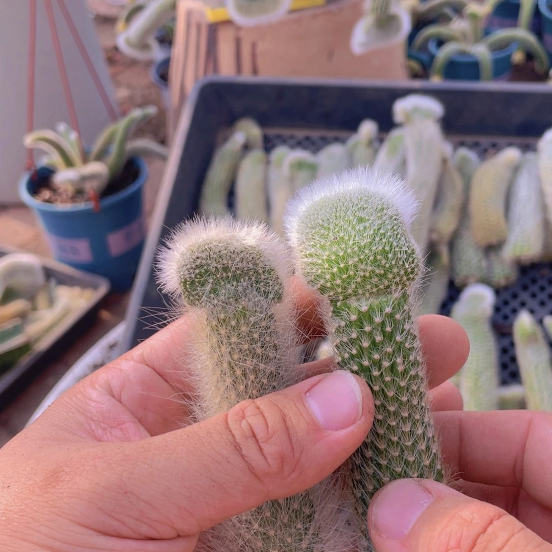 九尾狐嫁接缀化2个一组