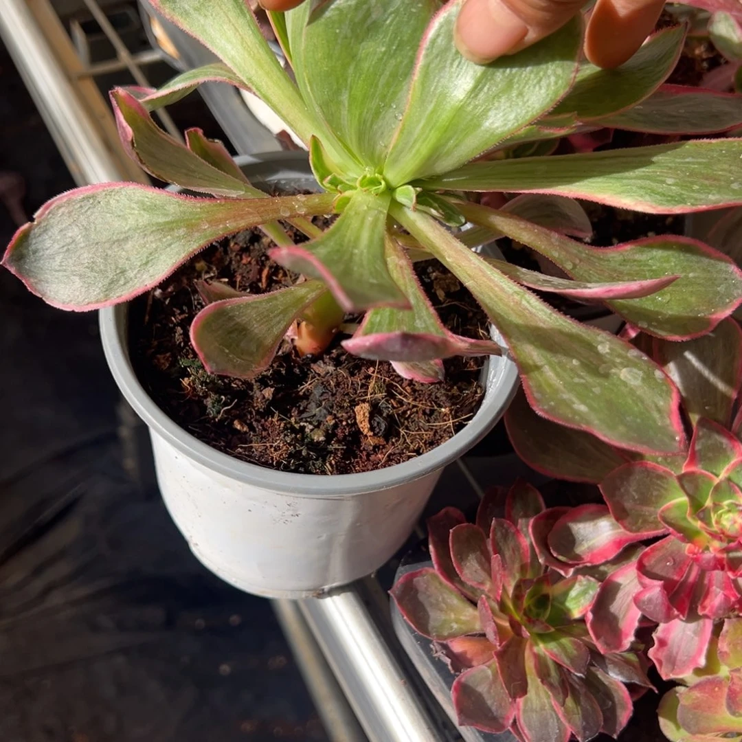 24恶魔之眼多肉嘻嘻嘻