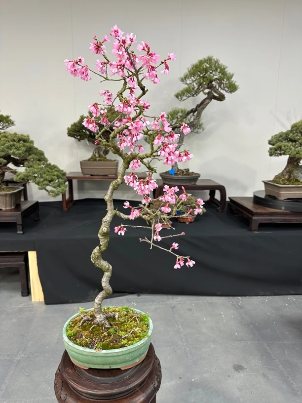 耕园盆景 请匆私拍