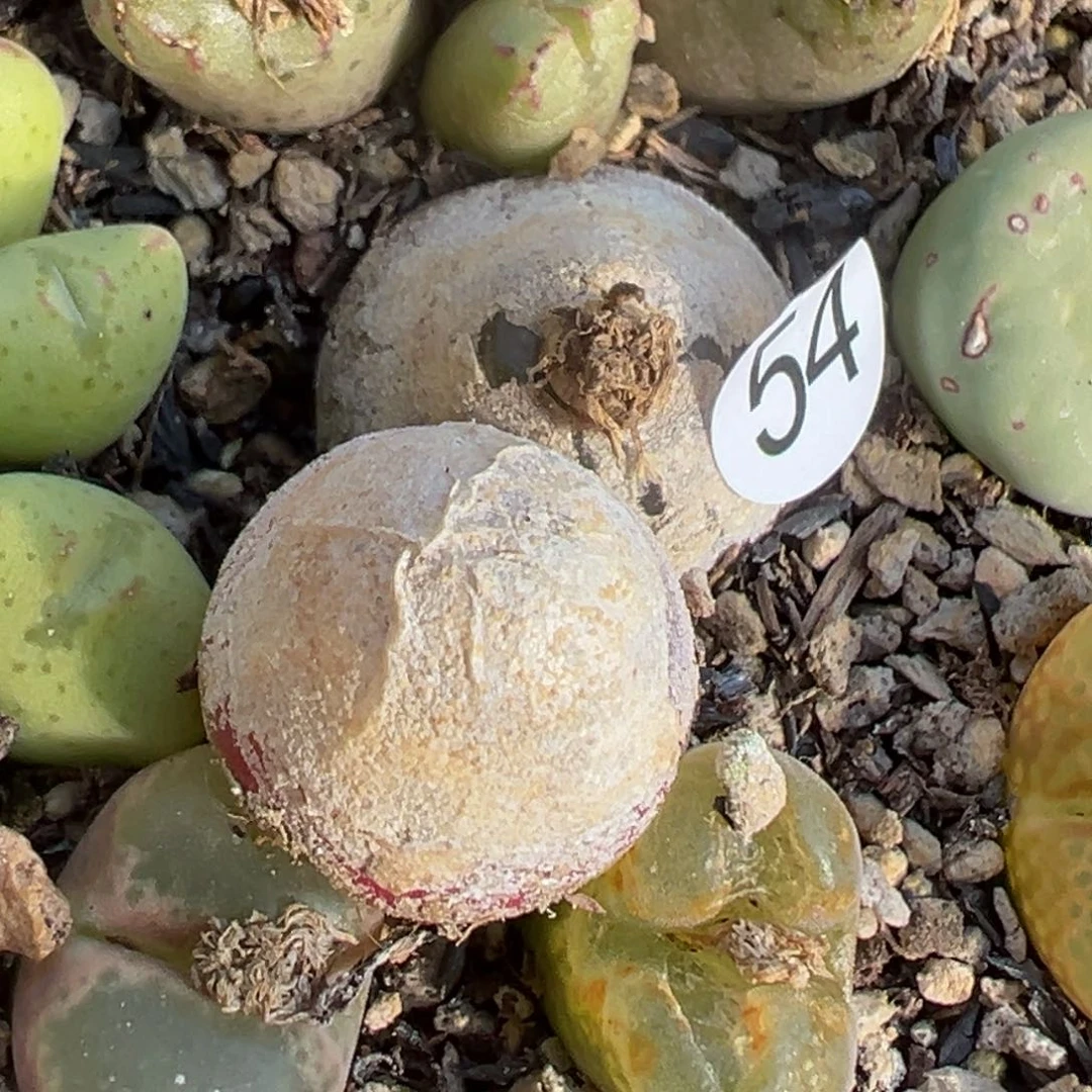 ?****多肉植物111111111111111111