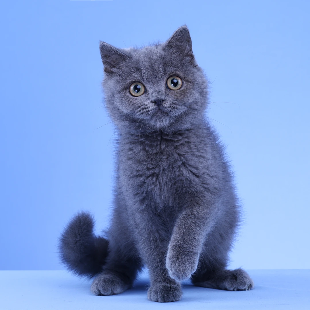 来了姊妹-纯蓝英短猫 弟弟 3