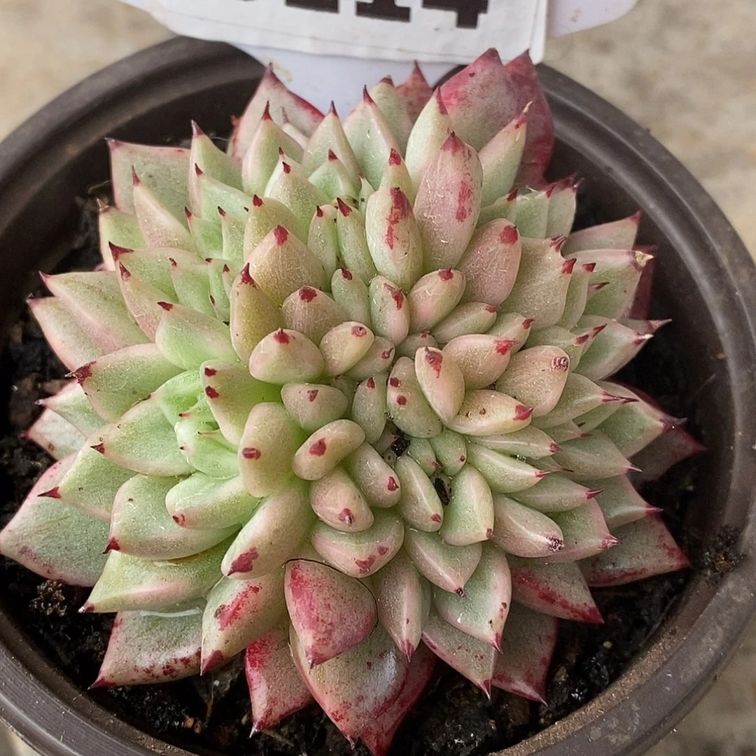 114东云杂哈哈哈哈哈哈