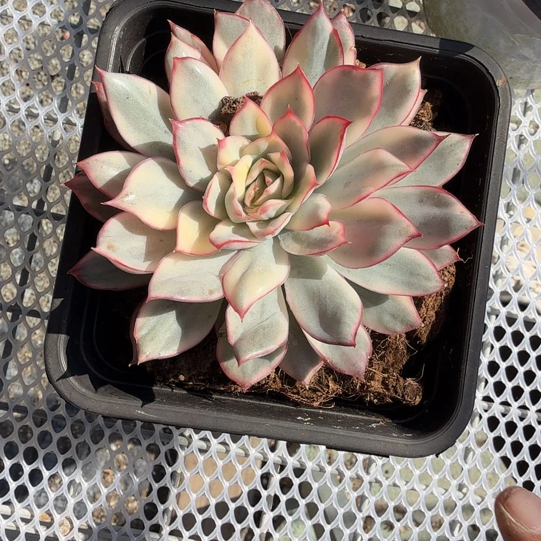月光女神锦多肉植物