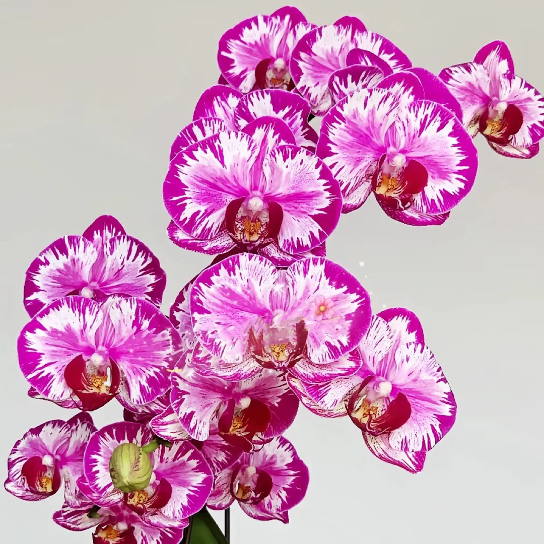 稀有品种花期超久AAA级 【璀璨星河】2花剑以上爆花机器