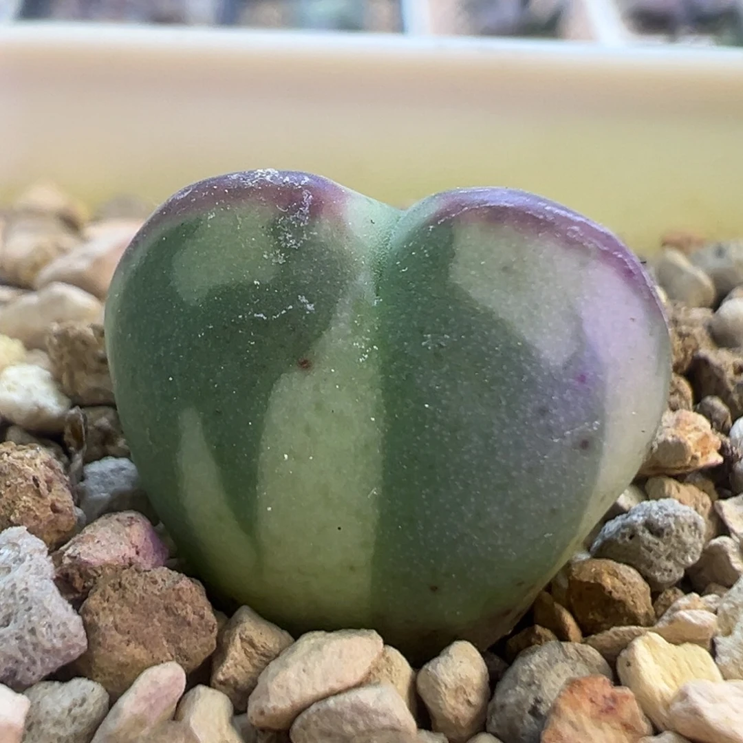 将杂交锦 肉锥植物