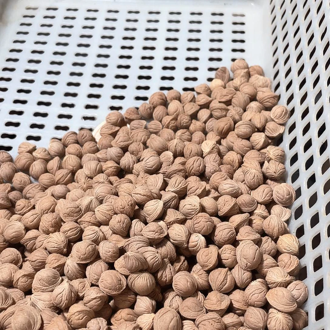 桃核手串浅纹黄皮散核不挑无孔9.➕到11➕一斤