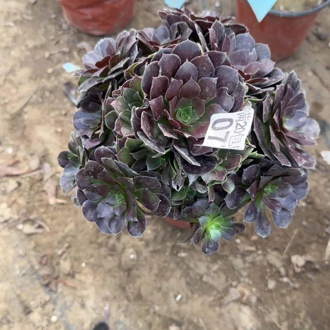 红玫瑰077满20包邮断枝不包