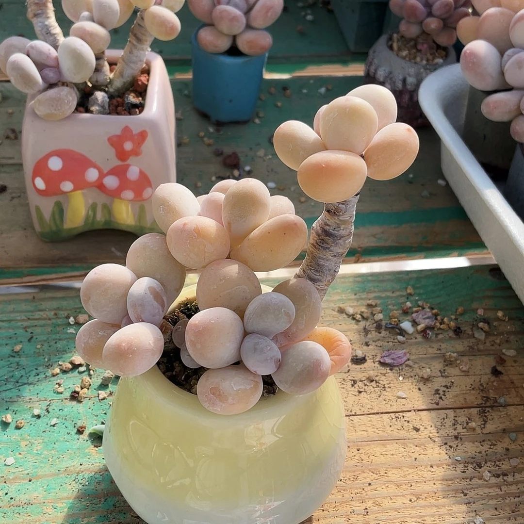 多肉植物的生长发育