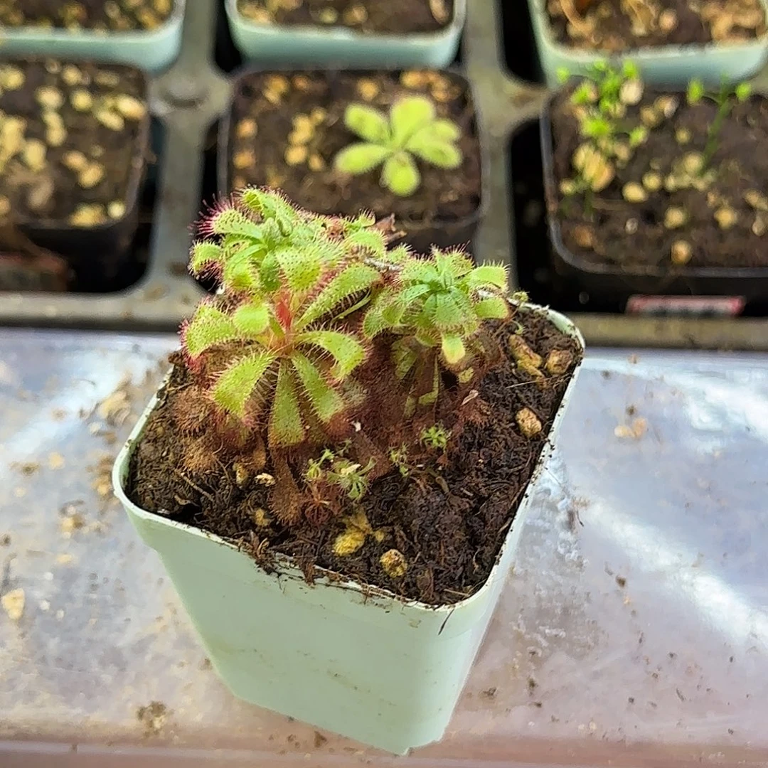 完全开放爱丽丝茅膏菜