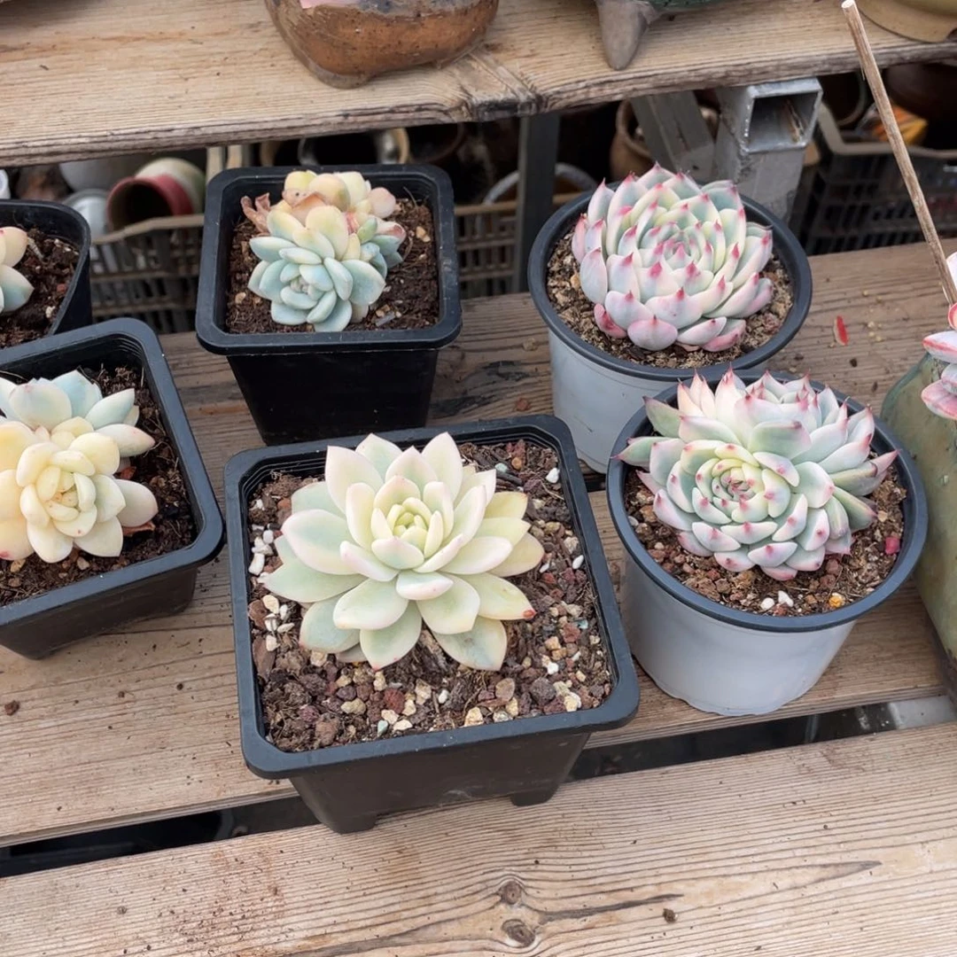 淘多肉梦露宽锦一个