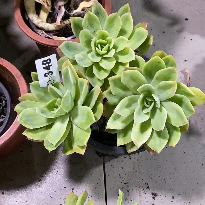 撒***348乔伊多肉植物多肉