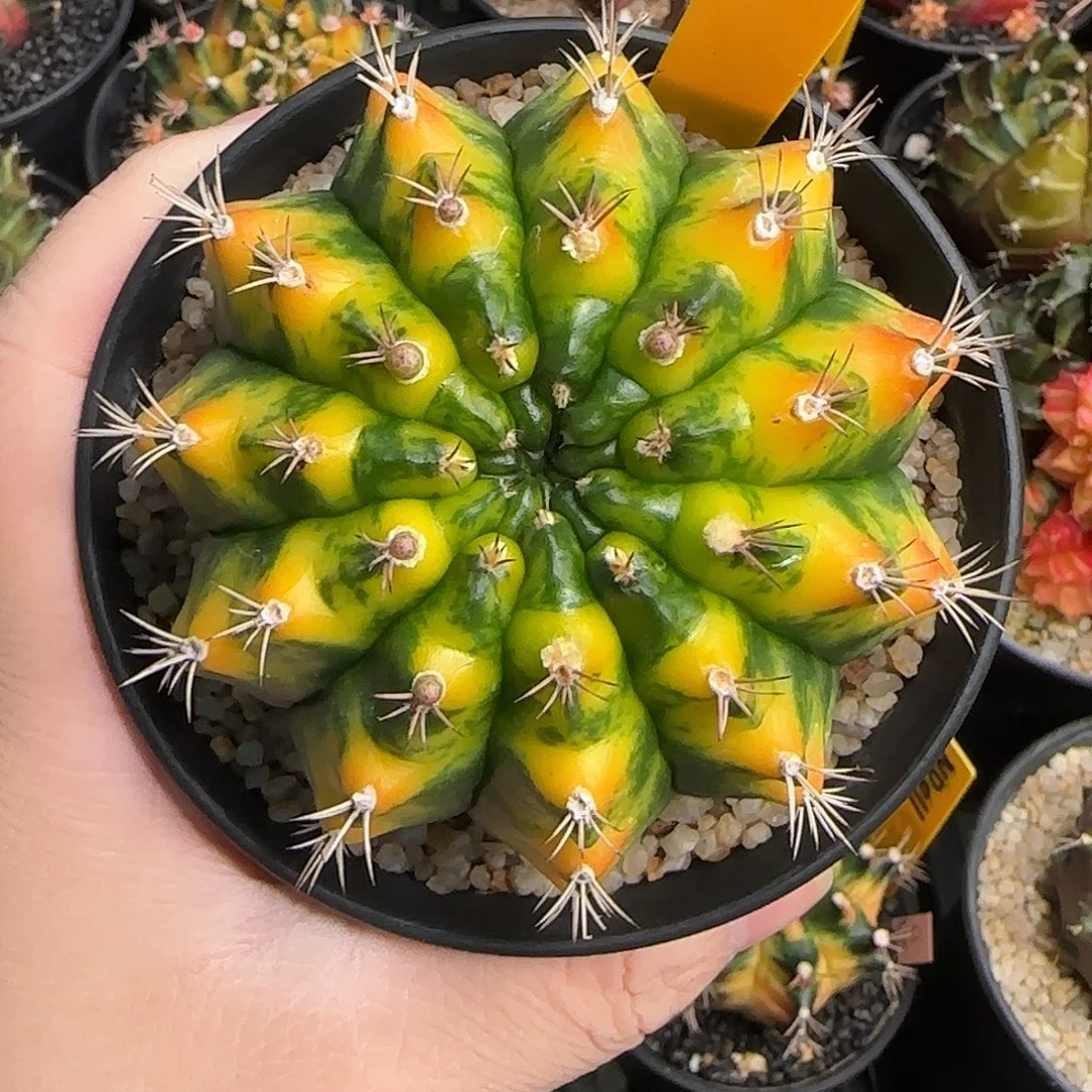 N14-1227拿波里艺术