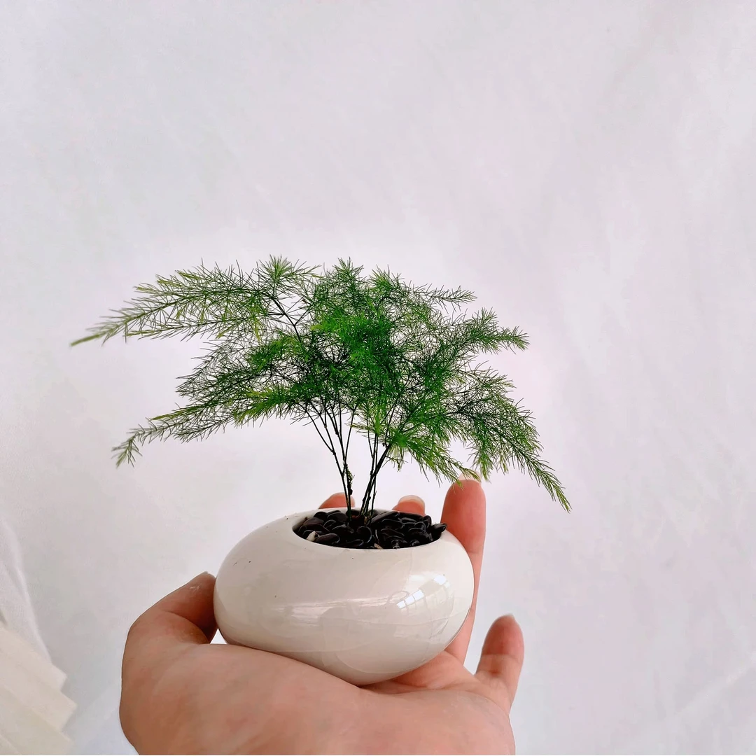 云田花木【文竹】精致小盆栽室内