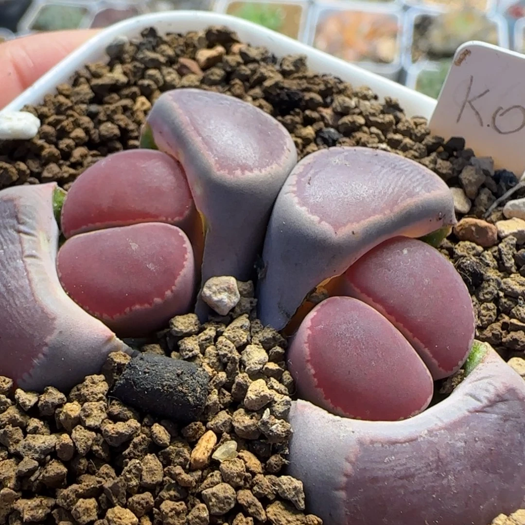 双头母本KO 多肉植物百科