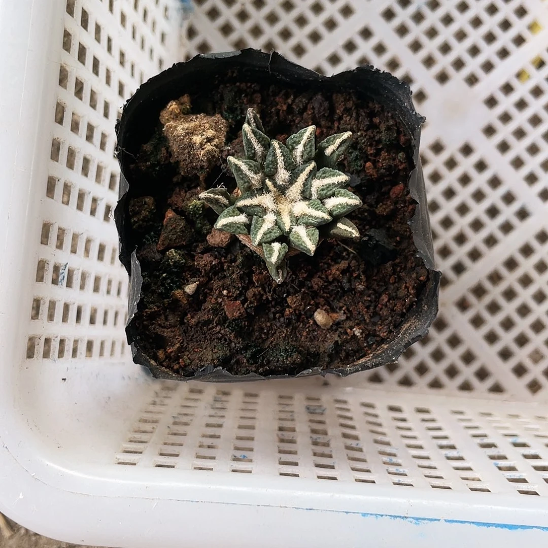 摸***鱼以实际为准特价岩牡丹一物一拍