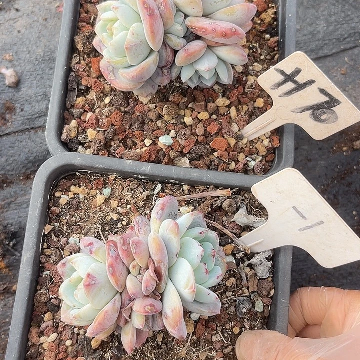 两单包邮，不售后，散170,1