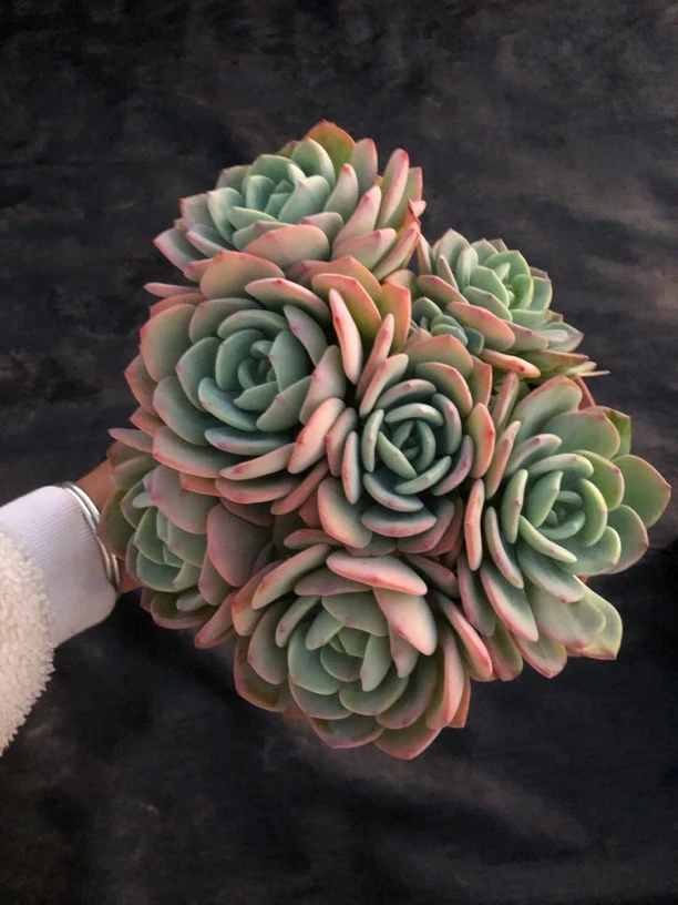 多头大白月光多肉植物 全场满12.9包邮不满到付