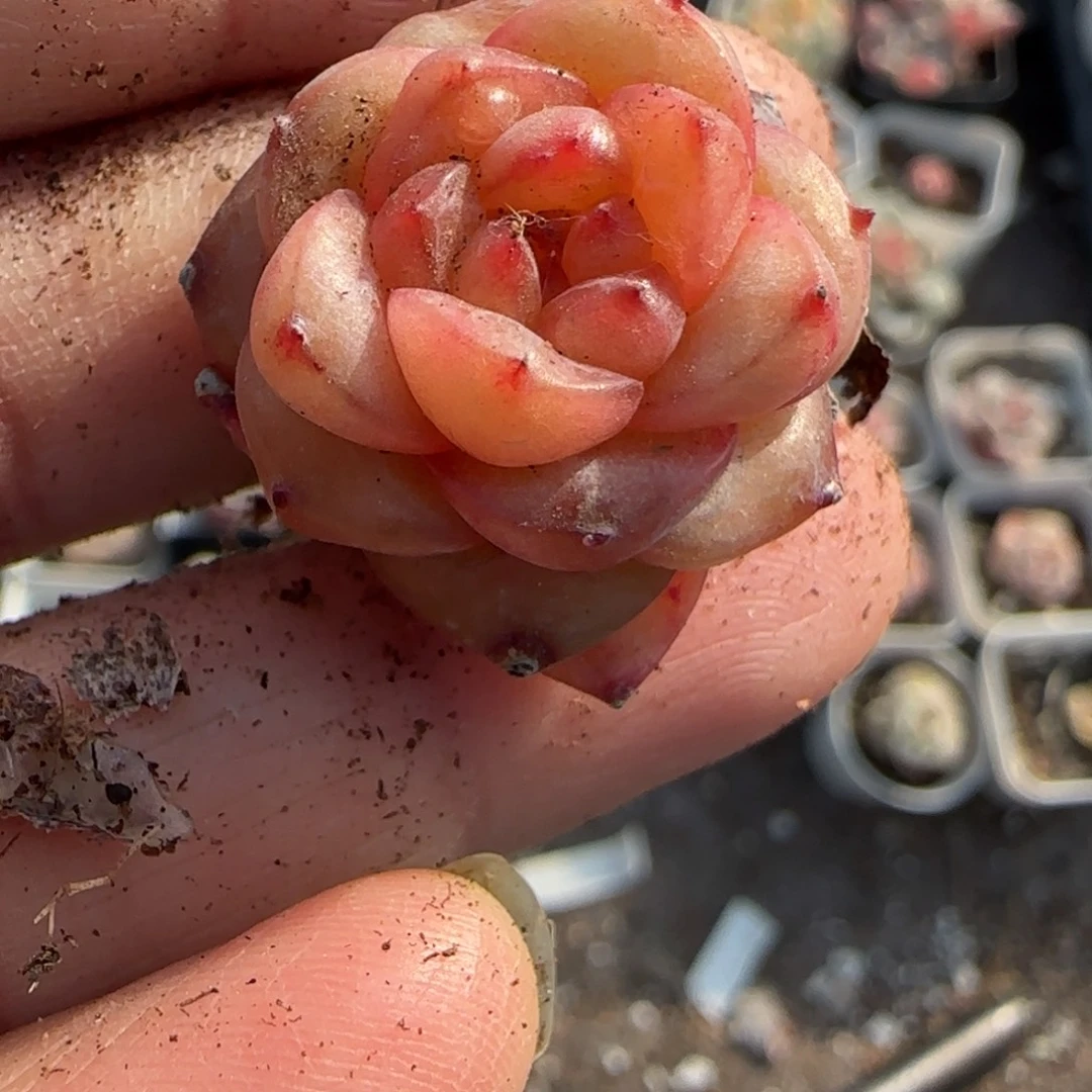 小卡拉米糖心一物一拍