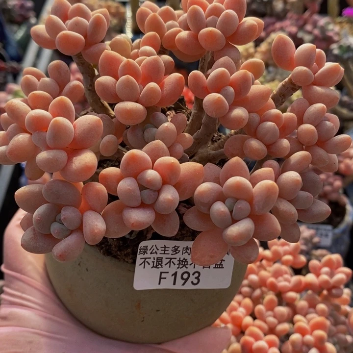 鱼子酱老桩12cm193多肉植物