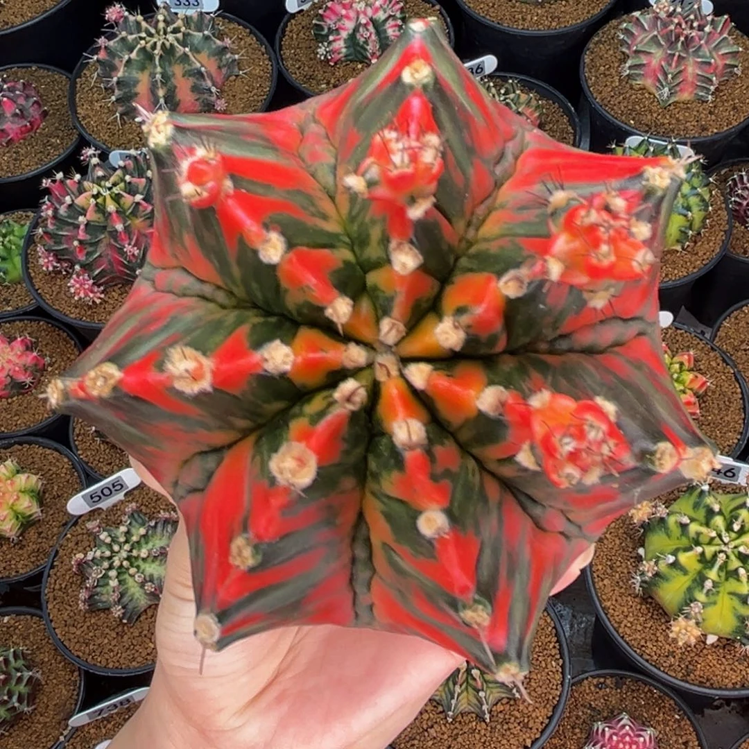 超级红 侧芽588一个 米哈仙人球